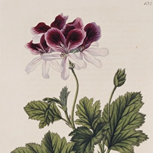 Pelargonium klierianum, geranium