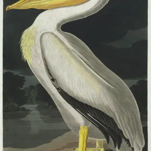 Pelecanus erythrorynchos, American white pelican