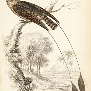 Pennant-winged nightjar, Macrodipteryx vexillarius