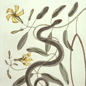 Pentalinon luteum, hammock vipers tail