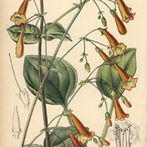 Pentstemon rotundifolius, native of North Mexico