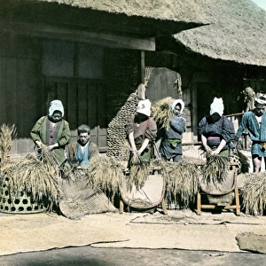 People harvesting rice, Japan