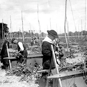 People from Stepney, East London, hop picking in Kent
