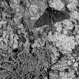 Peppered moth