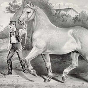 Percheron stallion Duc de Chartres, imported by A. Rogy: win