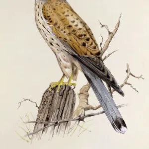 A Peregrine Falcon