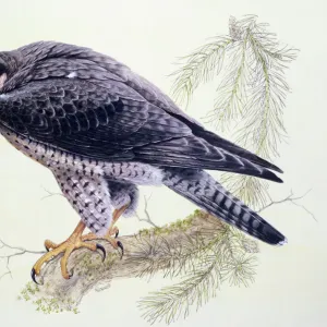 Peregrine Falcon