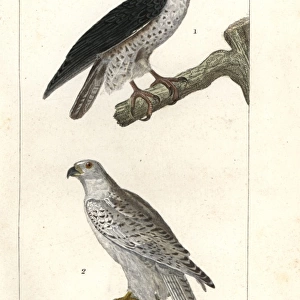 Peregrine falcon, Falco peregrinus, and gyrfalcon