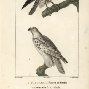 Peregrine falcon, Falco peregrinus, and gyrfalcon