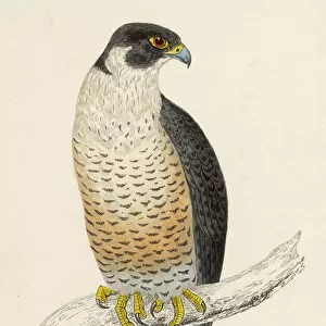 Peregrine Falcon (Morris