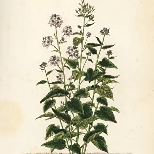 Perennial honesty, Lunaria rediviva