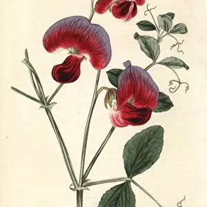 Perennial sweetpea, Lathyrus grandiflorus