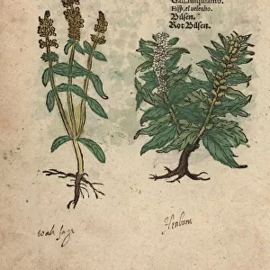 Perennial yellow woundwort and henbane