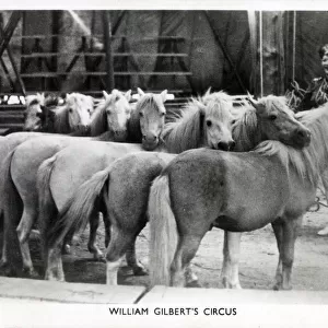 The performing ponies of William Gilberts Circus Date: circa 1930s