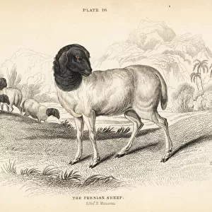 Persian or Blackhead Persian sheep, Ovis aries