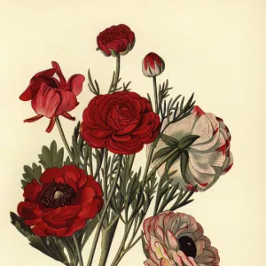 Persian buttercups, Ranunculus asiaticus