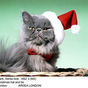 Persian Cat - Santa look in basket in Christmas hat and tie