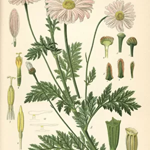 Persian chrysanthemum or pyrethrum, Tanacetum coccineum