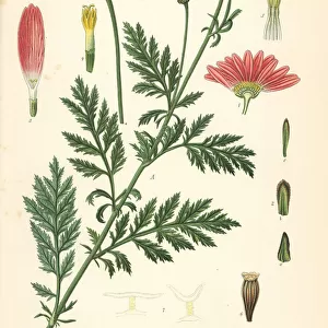 Persian chrysanthemum, Tanacetum coccineum