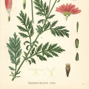 Persian chrysanthemum, Tanacetum coccineum