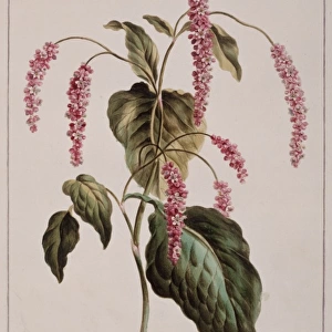 Persicaria sp. knotweed