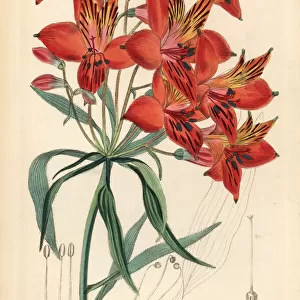 Peruvian lily, Alstroemeria ligtu