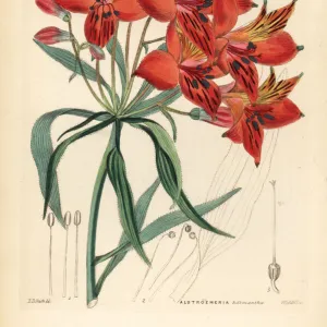 Peruvian lily, Alstroemeria ligtu