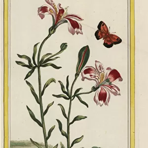 Peruvian lily or lily of the Incas, Alstroemeria species