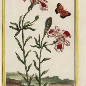 Peruvian lily or lily of the Incas, Alstroemeria species