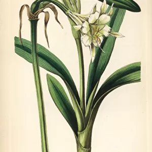 Pervuvian daffodil, Ismene pedunculata