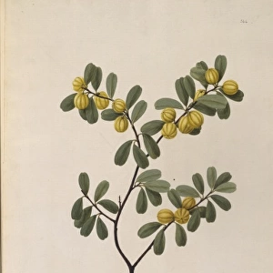 Petalostigma banksii, quinine bush