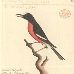Petroica multicolor, Pacific robin
