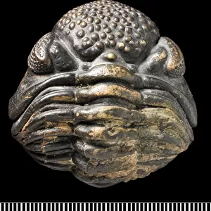 Phacops, a fossil trilobite