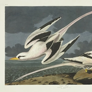 Phaethon lepturus, white-tailed tropicbird