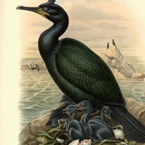 Phalacrocorax aristotelis, European shag