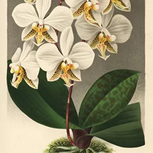 Phalaenopsis stuartiana orchid