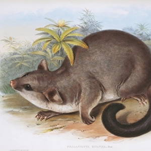 Phalangista rulpin, possum
