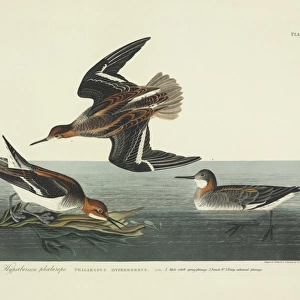 Phalaropus lobatus, red-necked phalarope