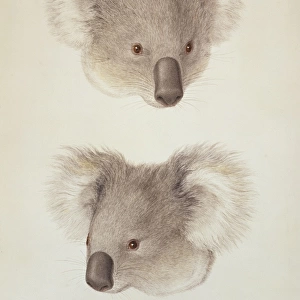 Phascolarctos cinereus, koala