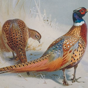 Phasianus colchicus, common pheasant