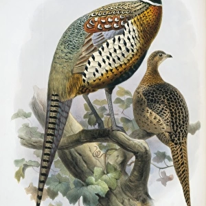 Phasianus colchicus formosanus, common (Formosan) pheasant