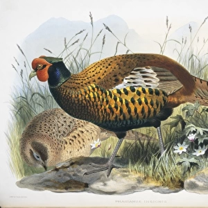 Phasianus colchicus sahwii, common (Yarkand) pheasant