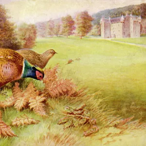 Pheasant (Rankin)