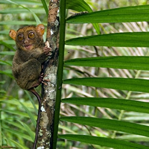 Philippine Tarsier, adult, face covered in hair