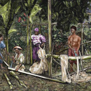 Philippines. Natives cutting abaca