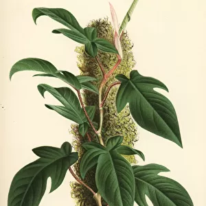 Philodendron squamiferum foliage plant