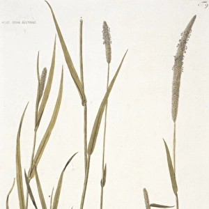 Phleum pratense, Timothy grass
