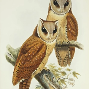 Phodilus badius, Oriental bay owl