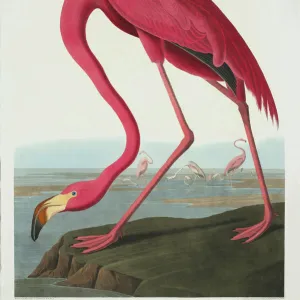 Phoenicopterus ruber, greater flamingo