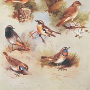 Phoenicurus phoenicurus, P. ochruros, Luscinia megarhynchos